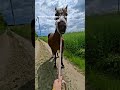 Diese Frühlingsgefühle Horse Equestrianjourney Equestrian Horsetrack Pony Riding Pferde Diese Frühlingsgefühle Horse Equestrianjourney Equestrian Horsetrack Pony Riding Pferde