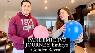 Embryo Gender reveal!- Pandemic IVF journey