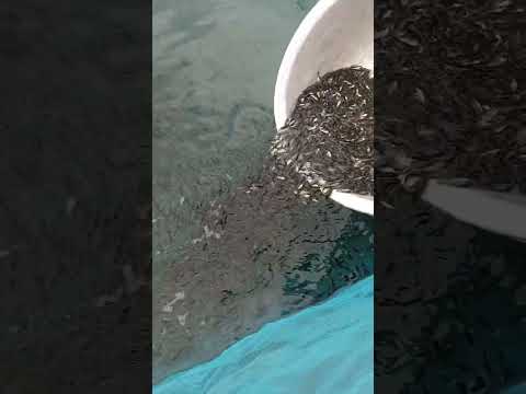 Transferring tilapia fingerlings