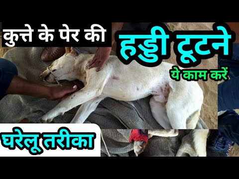 kutte ki haddi kaise jode कुत्ते की हड्डी टूटने पर dog ki haddi tut jaye/ kutte ki tang tut jaye to