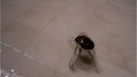 Itty Bitty vibrobot 1