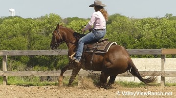 Maga Stopp***For info, price, etc., go to our website: ValleyViewRanch.net***