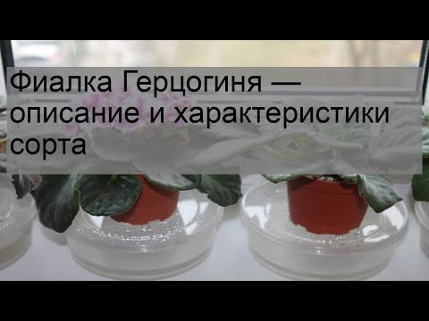 Фиалка Герцогиня — описание и характеристики сорта