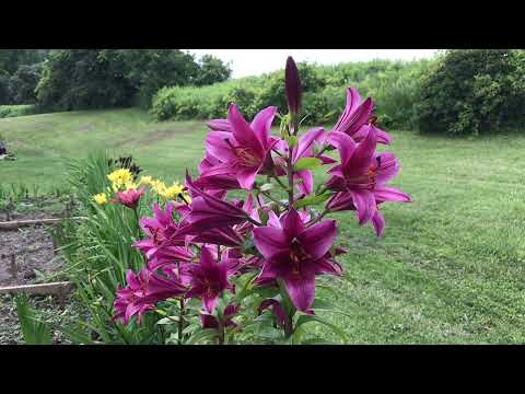 Vídeo: Trumpet Lily Plant Care: informació sobre Trumpet Lilies i la seva cura