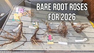 Full Fragrant roses for 2026 / Unboxing and planting / EastCroft Roses / The Rose Enthusiast News