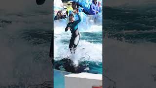 シャチでサーフィン!!匠の体幹凄すぎる #Shorts #鴨川シーワールド #シャチ #Kamogawaseaworld #Orca #Killerwhale #Surfing