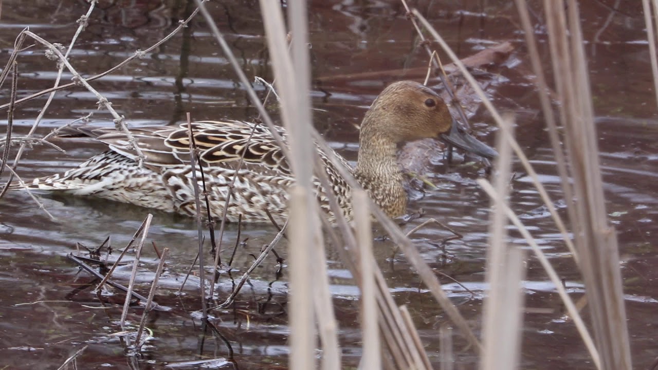 Female Northern Pintail Duck 