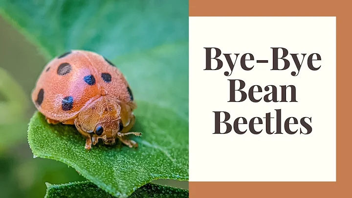 Get Rid of Bean Beetles Organically