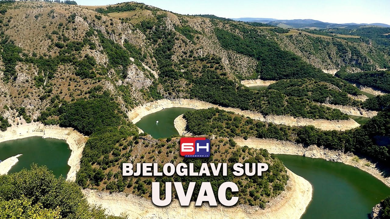Bjeloglavi supovi (NAJVEĆA PTICA U SRBIJI) nad meandrima Uvca || ZAPISI PORED PUTA