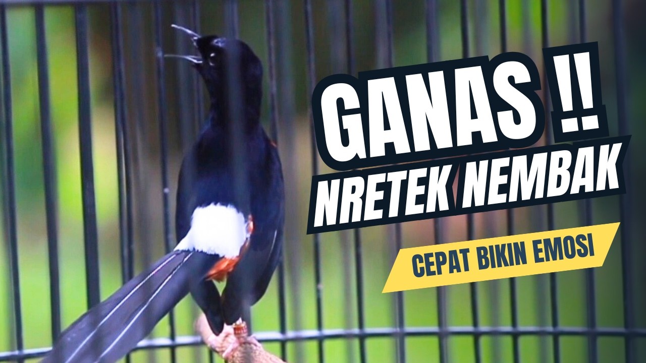 MURAI BATU GACOR FULL ISIAN TEMBAKAN MEWAH SANGAT AMPUH MELATIH MURAI BATU EMOSI BONGKAR ISIAN