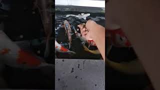 Ikannya Malah Ciuman, Bikin Iri Saja.