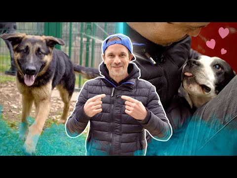 Vidéo: Chien Adoptable De La Semaine - Forrest