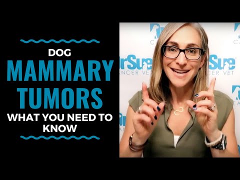 Dog Mammary Tumors Signs Symptoms and Treatments: Vlog 91