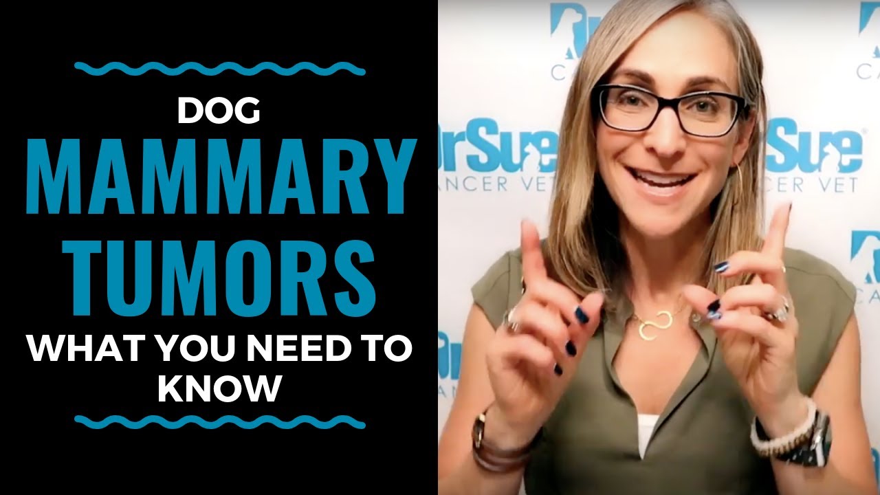 Dog Mammary Tumors Signs Symptoms And Treatments: Vlog 91