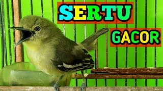 SERTU GACOR || Burung SERTU / SIRTU / CIPOH / CIPOW
