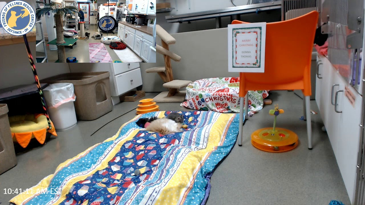 cage free vs organic eggs Donna Thomas A donation to Mom