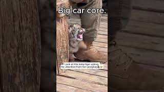 Tiger core. #tiger #cat #bigcat #bigcats #tigerlife #funny #funnyvideos #fyp #shorts #foryou #animal