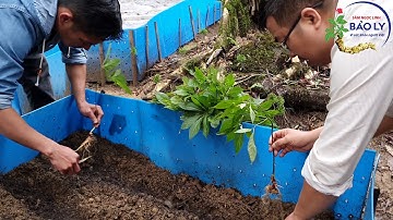 KỸ THUẬT TRỒNG SÂM NGỌC LINH CÂY LỚN P1