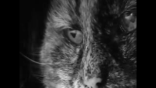 Relaxing Music -- Beethoven Moonlight Sonata