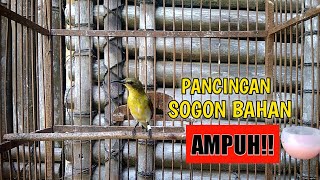 SOGON BETINA MEMANGGIL JANTAN | PANCINGAN SOGON AGAR BUNYI | SOGON BAHAN PASTI RESPON