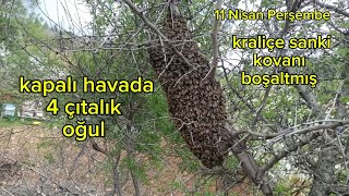 4 Çıtalık Oğul Nasıl Alınır