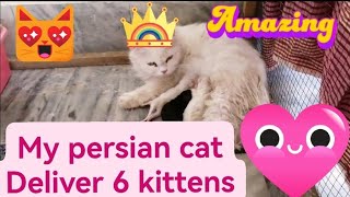 Meri persian cats ne kitten deliver kr diye