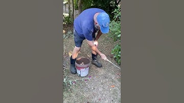 Yet more fallen apples #timelapse  #gardening  #shorts  #oddlysatisfying