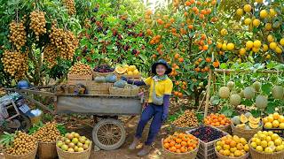 Relaxing Music With Fruit Harvest: Longans, Persimmons, Cantaloupes, Custard Apples, Mulberries... screenshot 5