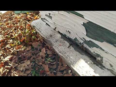 (11 იანვარი) ფუტკრის გამომღერება