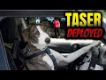 Man Switches Seat with Dog, Gets Tased