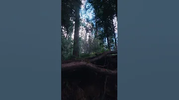 Pokémon GO Wild Area Returns 