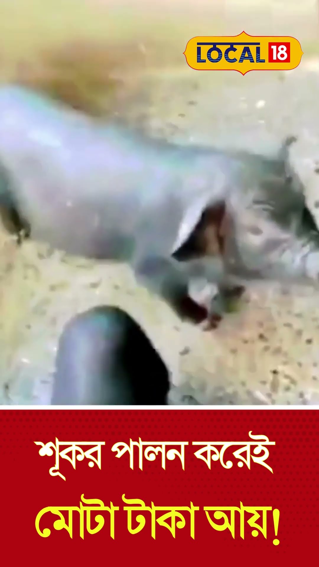New Business Ideas | শূকর পালন করেই মোটা টাকা আয়! Pig Farming | How to Earn Money #local18shorts