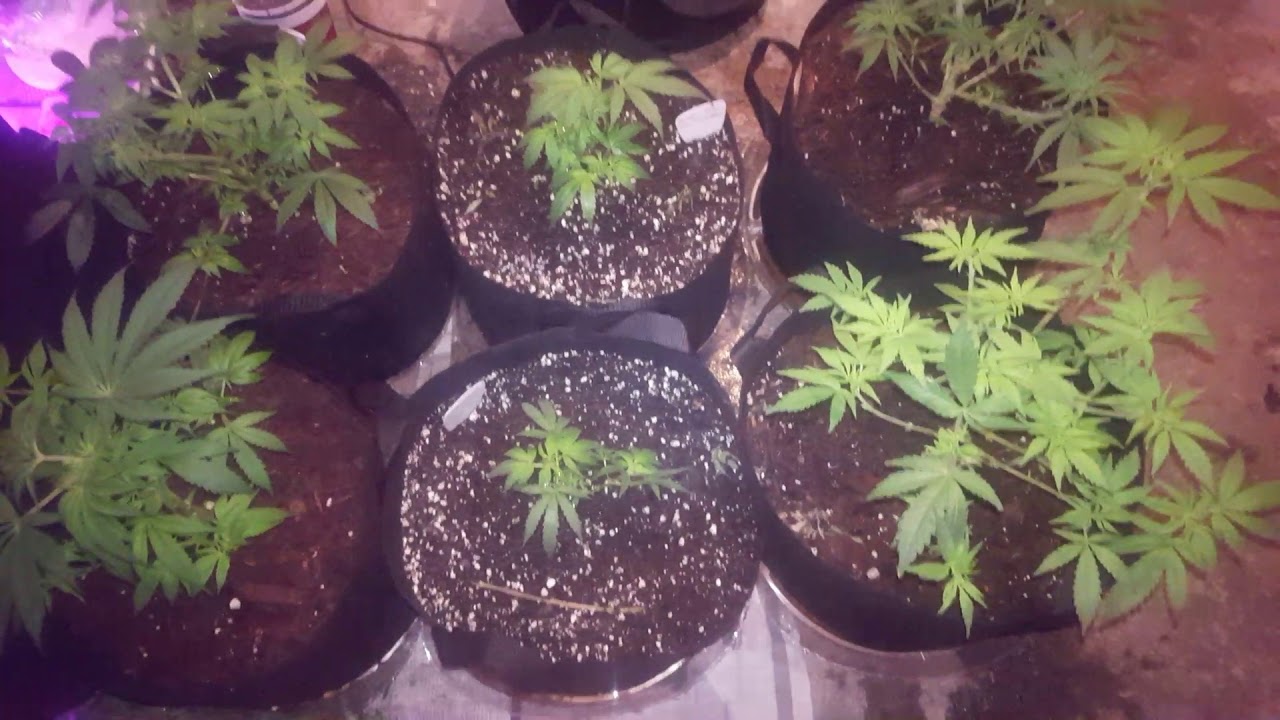 Growing Cannabis Indoors Part 7 SUPER UPDATE!!! 