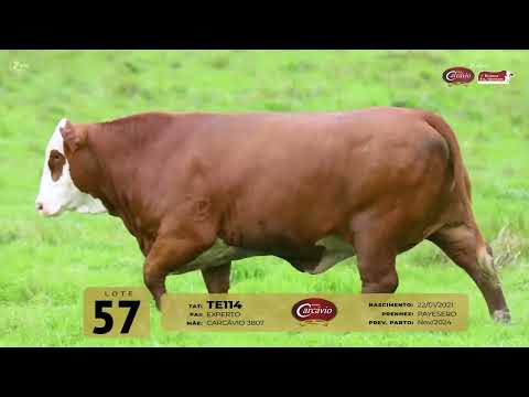 LOTE 57   TAT TE114 F Braford Carcavio