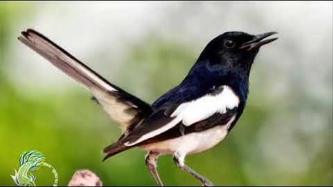 Luyện giọng chòe than hót giọng rừng chuẩn 100  - BVC