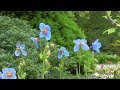 幻の花ヒマラヤの青いケシ箱根湿生花園１ の動画、YouTube動画。