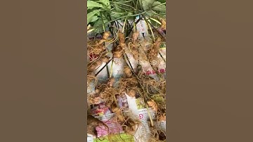 Sâm ngọc linh trồng trên 20 củ 1kg ngâm tết chuẩn bài ạ lh0965154273 zalo