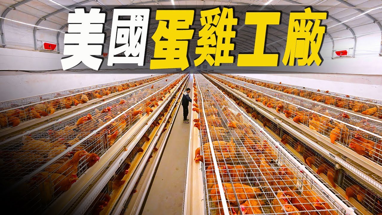 走進全美最大的蛋雞工廠，將母雞變成產蛋機器！一只雞一年狂下250顆蛋，養殖工廠是如何做到的？#大脑洞记事