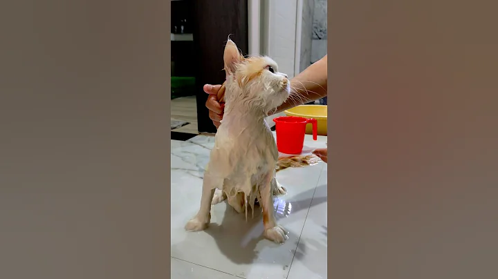 Video 10344551: kitten cute persian tabby, persian kitten bathing