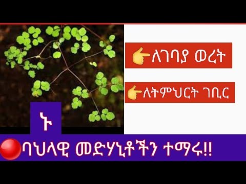 74 ለገባያ ወረት ለትምህርት ገቢር የሚጠቅም ተክል Ethiotube3882