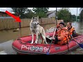 Волк вёл спасательную лодку, пытаясь найти свою хозяйку. Он был готов на всё ради неё