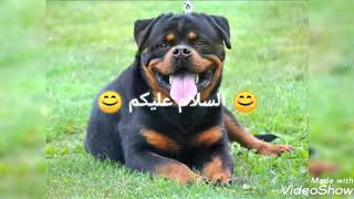 صور كلاب الروت ويلر🐶🐶🐶