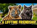 The Heartwarming Story of a Cat Who Raised a Lonely Tiger Cub Into a Majestic Friend.