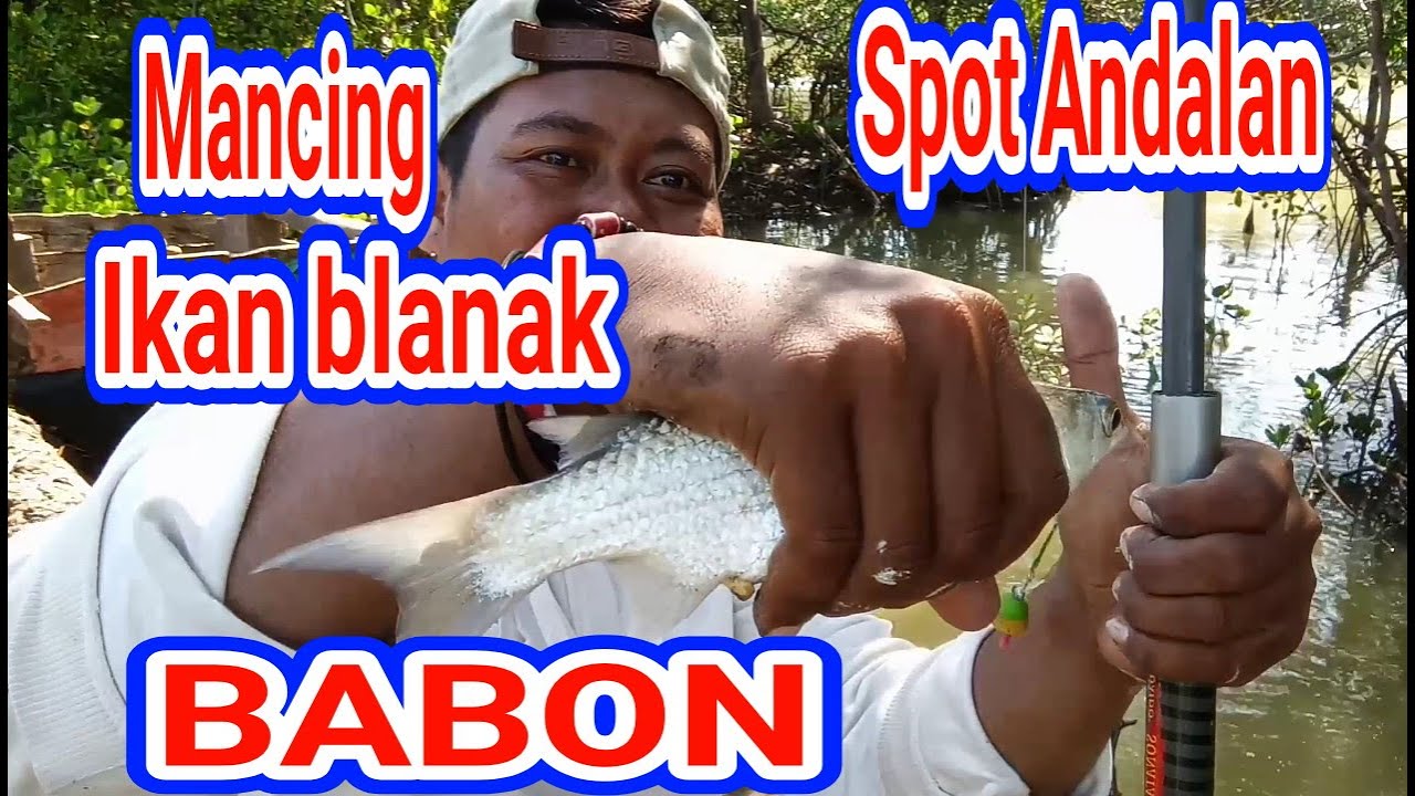 Mancing ikan BLANAK BABON||di spot Handalan..