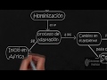 El proceso de Hominización (La evolución del ser humano) - Cuadro-