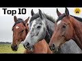 Les 10 races de chevaux les plus connus  dcouvrez le top 10