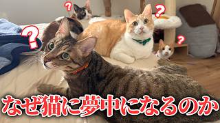 Why People Become So Obsessed with Cats