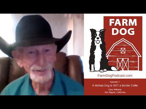 Vidéo: Une introduction personnelle à un chien McNab