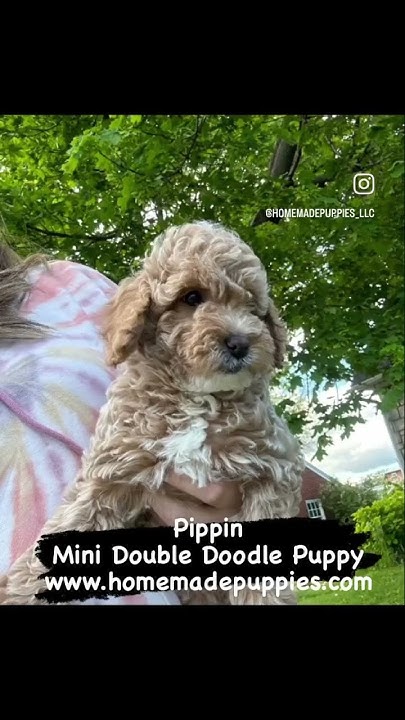 mini-double-doodle-puppy-www-homemadepuppies-puppy-puppylove