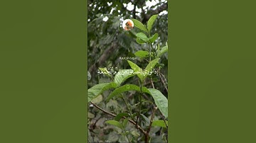 سورة الجمعة آية (9) #quran